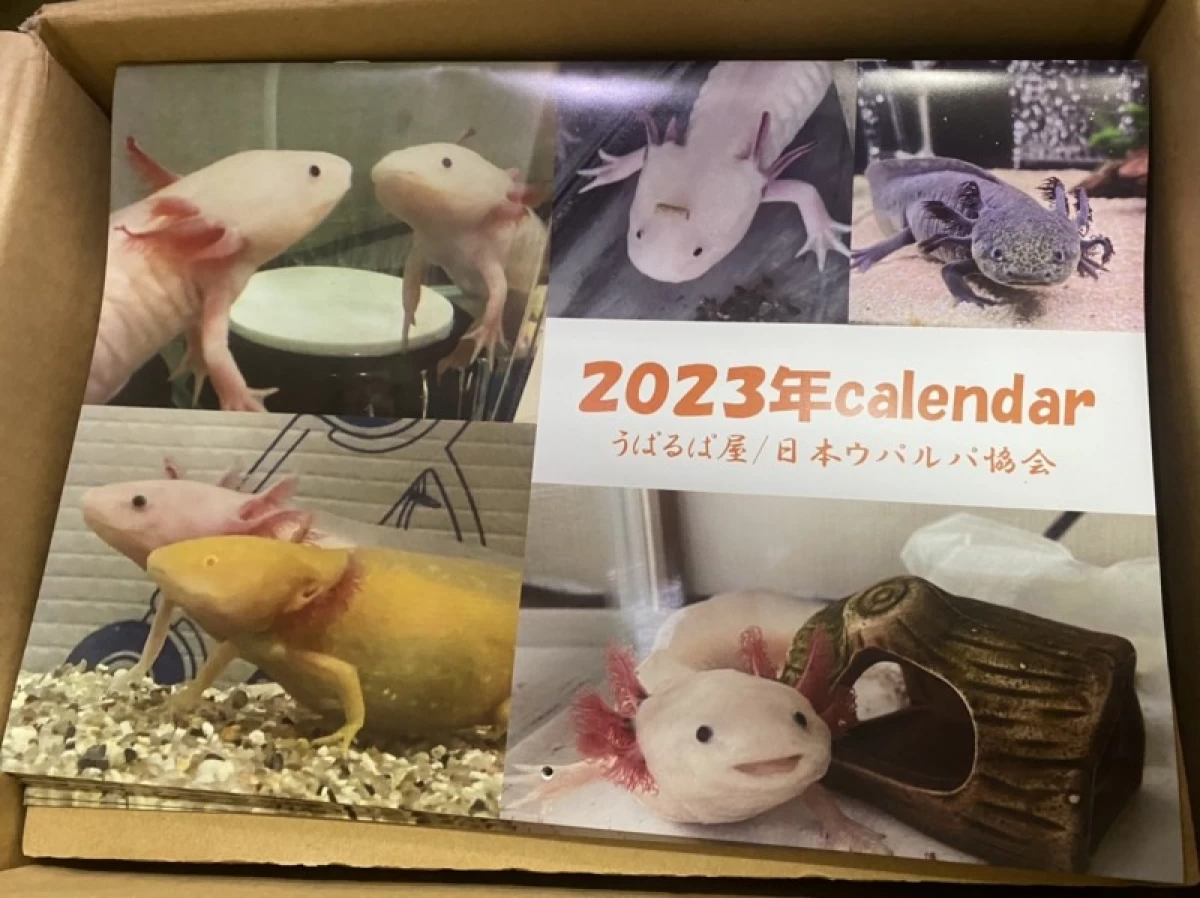 うぱるぱ屋オリジナルカレンダー　2023年　5枚セット　送料無料