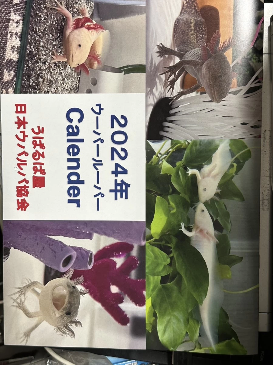 うぱるぱ屋オリジナルカレンダー　2024年　5枚セット　送料無料